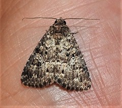 Condica aroana