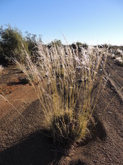 Stipagrostis ciliata