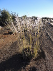 Stipagrostis ciliata