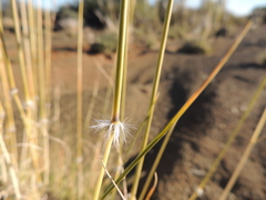 Stipagrostis ciliata