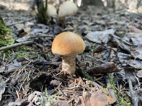Boreal Bolete