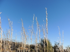 Stipagrostis ciliata