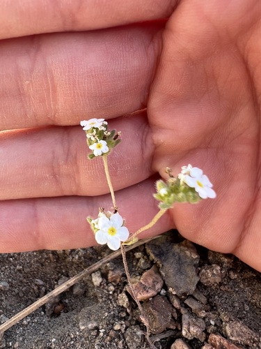 Image of Mountain Red-Root Cryptantha (Eremocarya lepida) by no rights reserved