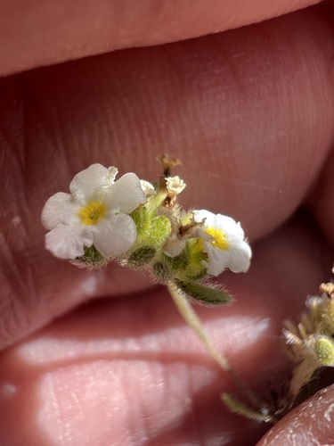 Image of Eremocarya lepida by no rights reserved