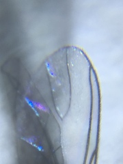 Diptera
