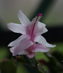Schlumbergera truncata