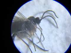Diptera