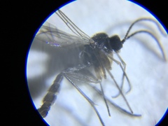 Diptera