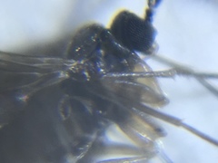 Diptera