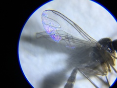 Diptera