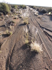 Stipagrostis ciliata