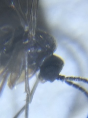 Diptera