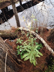 Erechtites hieraciifolius image