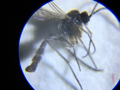 Diptera