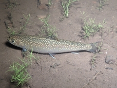 Salvelinus fontinalis image