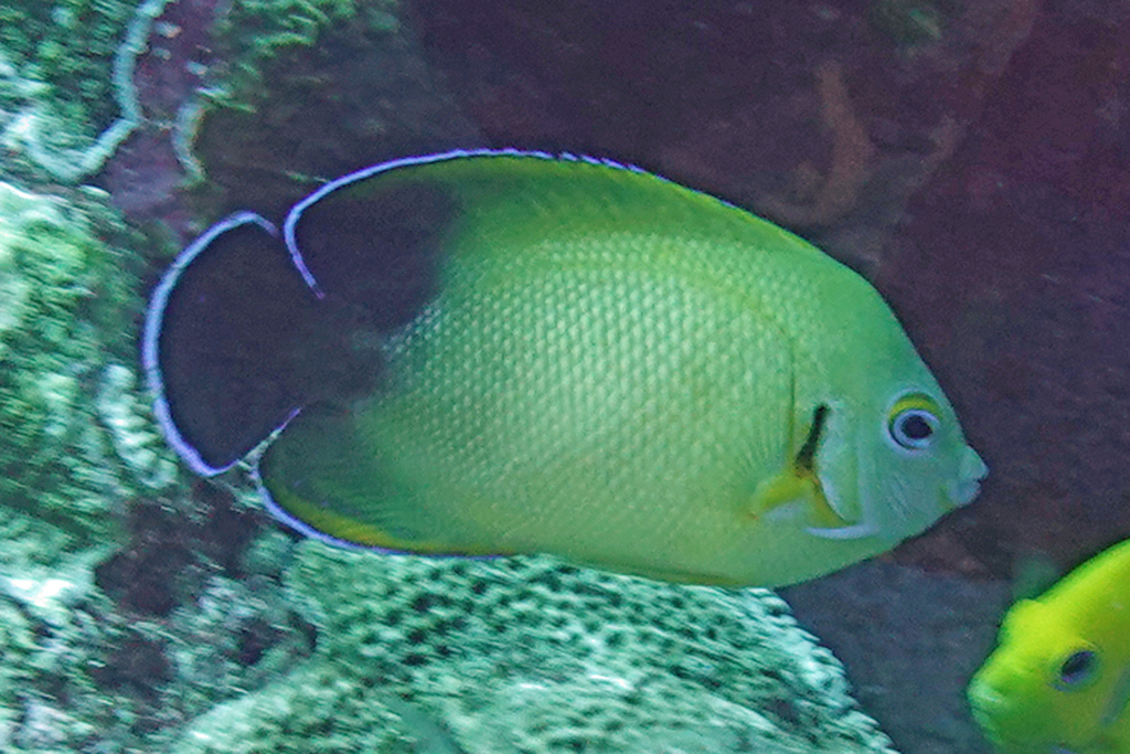 Photo of Cherub Angelfish (Centropyge vrolikii)