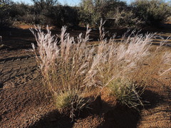 Stipagrostis ciliata