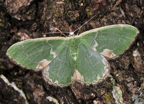 Blotched Emerald