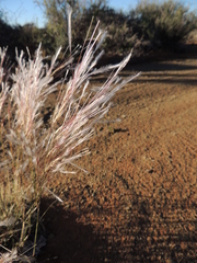Stipagrostis ciliata