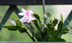 Schlumbergera truncata