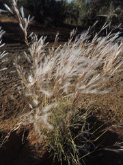 Stipagrostis ciliata