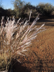 Stipagrostis ciliata