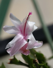 Schlumbergera truncata