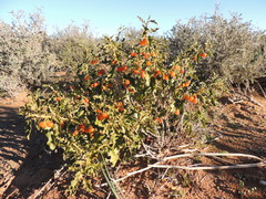 Solanum capense