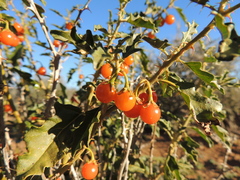 Solanum capense