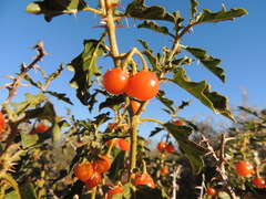 Solanum capense
