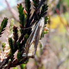 Crambus lathoniellus