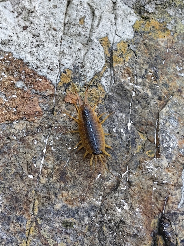 Wharf Louse, photo 6 of 7