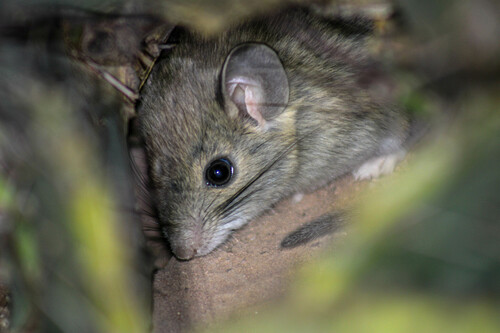 White-toothed Woodrat