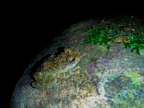 Ferguson's Tree Frog, Pseudophilautus fergusonianus