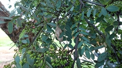 Dalbergia miscolobium