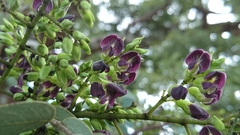 Dalbergia miscolobium