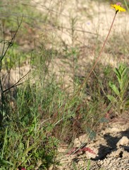 Cotula duckittiae