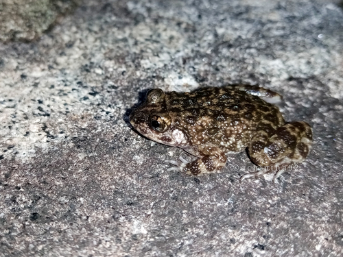 Kokagala Streamlined Frog, Nannophrys naeyakai