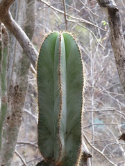 Isolatocereus dumortieri