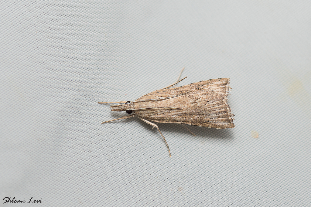 Cybalomia pentadalis