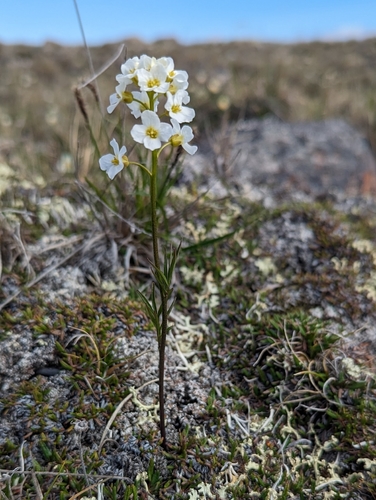 Richardson's bittercress (Cardamine digitata)