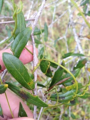 Cassytha filiformis