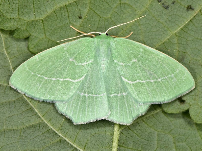 Hemistola siciliana