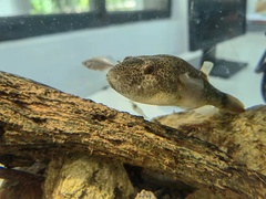 Red Spot Puffer photo 2