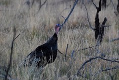 Meleagris gallopavo merriami