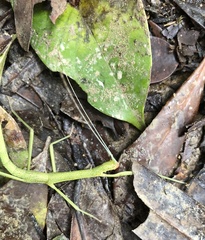Lopaphus balteatus