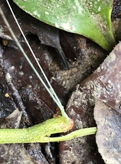Lopaphus balteatus
