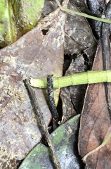 Lopaphus balteatus
