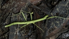 Lopaphus balteatus