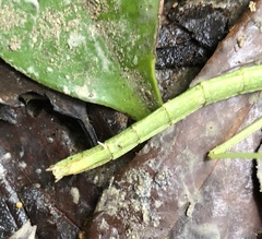 Lopaphus balteatus